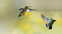 Anna's Hummingbirds