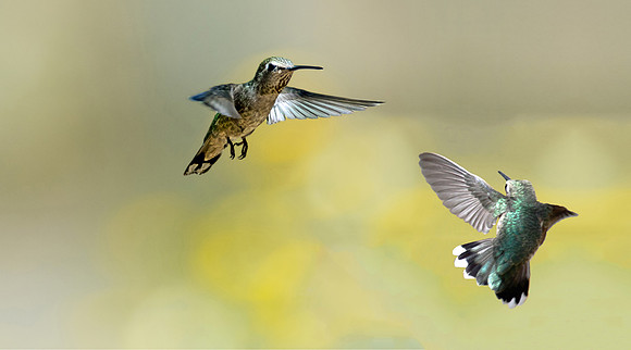 Anna's Hummingbirds
