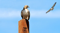 Gold Tailed Hawk (1.5)