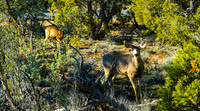 Grand Canyon - Muel Deer