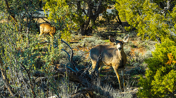 Grand Canyon - Muel Deer