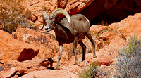 Longhorn Sheep (14)