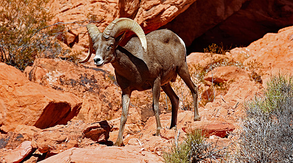 Longhorn Sheep (14)