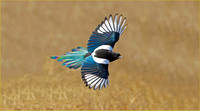 Magpie - Minersville Utah