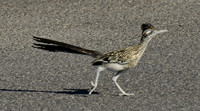 Mojave Roadrunner (2)
