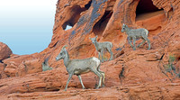 Mountain Goats (3)
