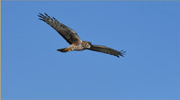 Northern Harrier (4)