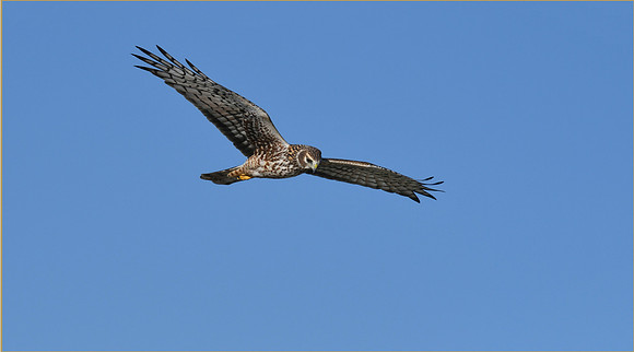 Northern Harrier (4)
