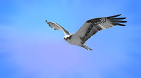 Ospree flying (3)_pe
