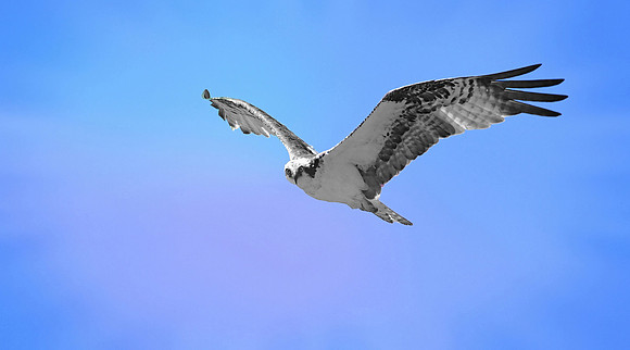 Ospree flying (3)_pe