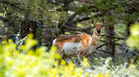 Pronghorn  Antelope (1)