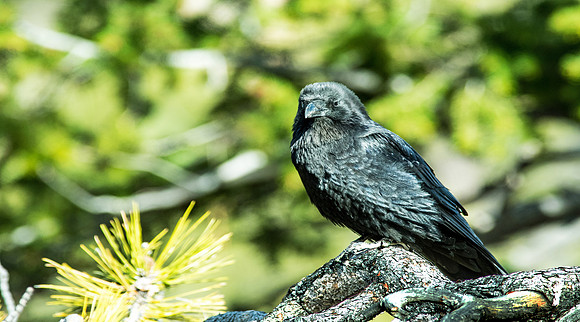 Raven (1)