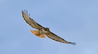 Red Tailed Hawk (2)