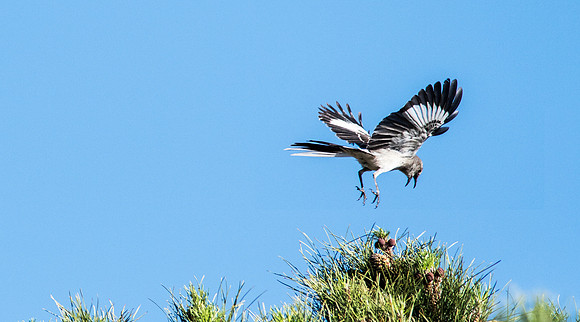 Sage Thrasher (2)