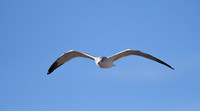 Seagull (2)