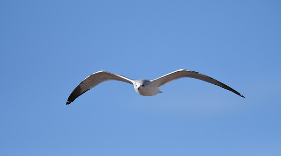 Seagull (2)