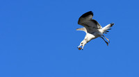 Seagull (10)