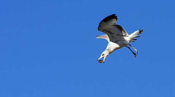 Seagull (10)