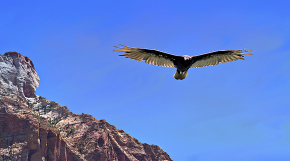 Vulture -Condor  (2)