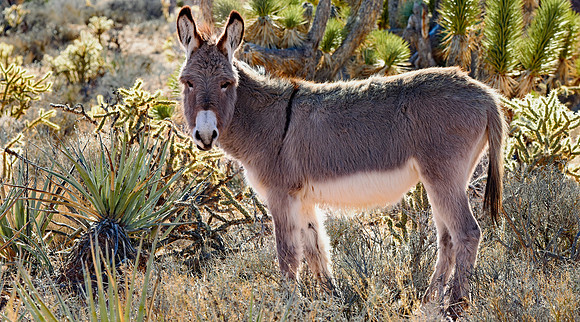 Wild Donkey