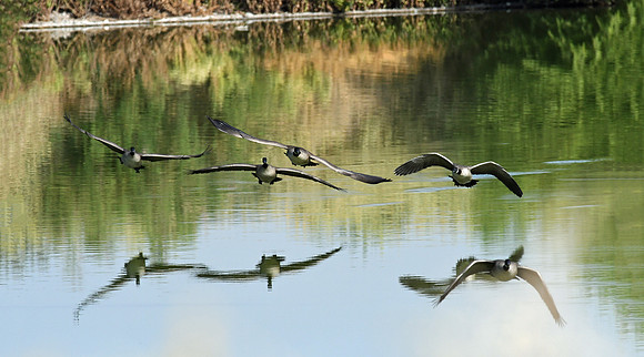 Wildlife - Canadian Geese